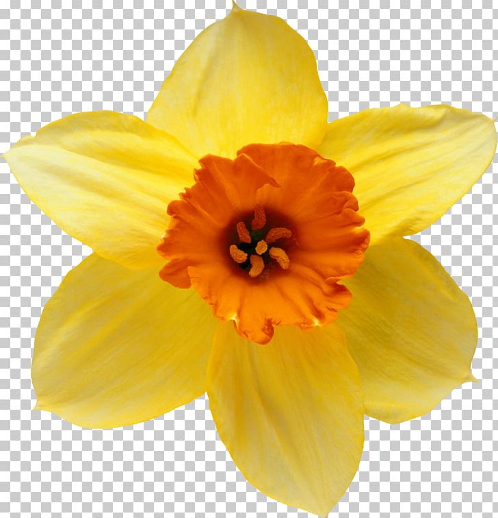 Flower I Wandered Lonely As A Cloud Information PNG, Clipart, Amaryllis Family, Clip Art, Daffodil, Desktop Wallpaper, Flower Free PNG Download