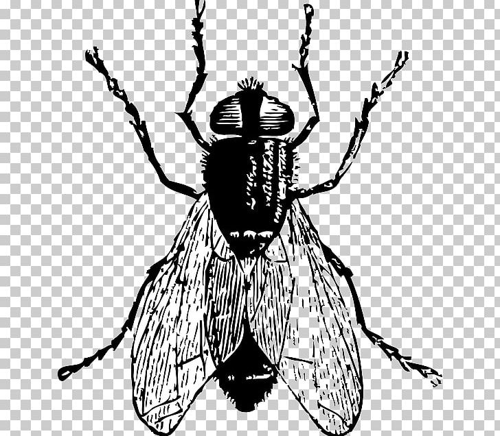 Insect Fly Drawing PNG, Clipart, Animals, Art Bug, Arthropod, Artwork, Black And White Free PNG Download