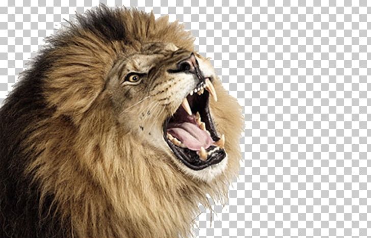 Lion Computer Icons Roar PNG, Clipart, Animals, Big Cat, Big Cats, Carnivoran, Cat Like Mammal Free PNG Download