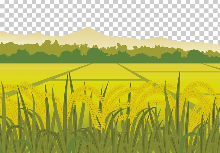 Rice Euclidean Paddy Field Harvest PNG, Clipart, Agriculture, Cartoon, Commodity, Countryside, Countryside Vector Free PNG Download