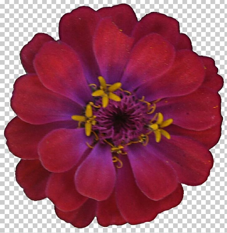 Zinnia Flower Color Dahlia PNG, Clipart, Annual Plant, Chrysanths, Color, Cut Flowers, Dahlia Free PNG Download