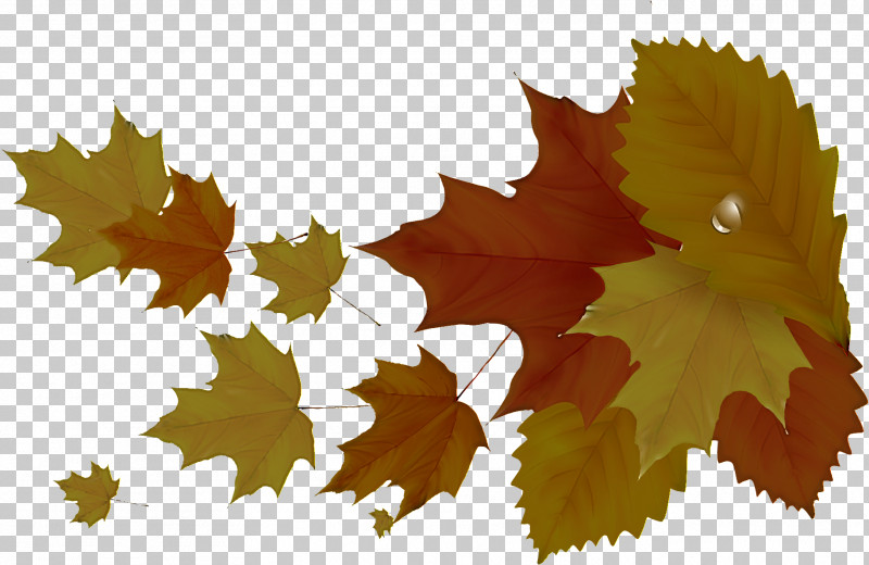 Maple Leaf PNG, Clipart, Black Maple, Grape Leaves, Leaf, Maple Leaf, Plane Free PNG Download