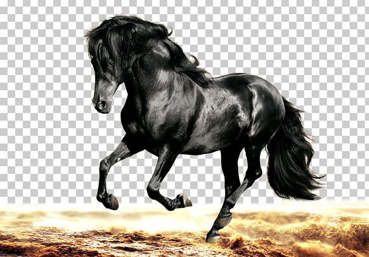Arabian Horse Morgan Horse Friesian Horse Stallion Black PNG, Clipart, 4k Resolution, Animals, Bay, Black, Black And White Free PNG Download