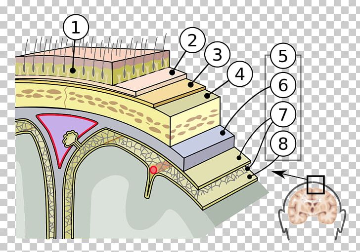 Meninges Dura Mater Pia Mater Arachnoid Mater Brain PNG, Clipart, Anatomy, Angle, Arachnoid Mater, Arch, Architecture Free PNG Download