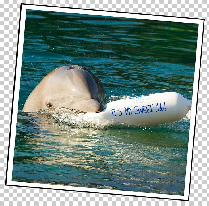 Wholphin Ecclesiastical Peerage Of Thailand พัดยศ Wat Chulamanee Tucuxi PNG, Clipart, Discovery Cove, Dolphin, Killer Whale, Leisure, Mammal Free PNG Download