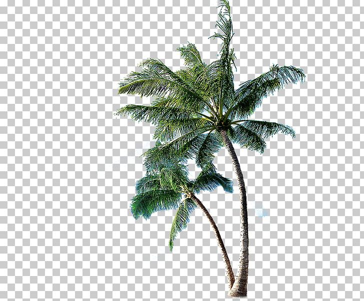 Coconut Arecaceae TV Tuner Cards & Adapters Dongle PNG, Clipart, Arecaceae, Arecales, Capsule, Coconut, Coconut Oil Free PNG Download