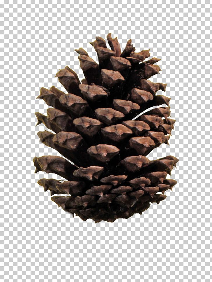 Conifer Cone Ponderosa Pine File Formats Conifers PNG, Clipart, Conifer, Conifer Cone, Conifers, Desktop Wallpaper, Fibonacci Number Free PNG Download