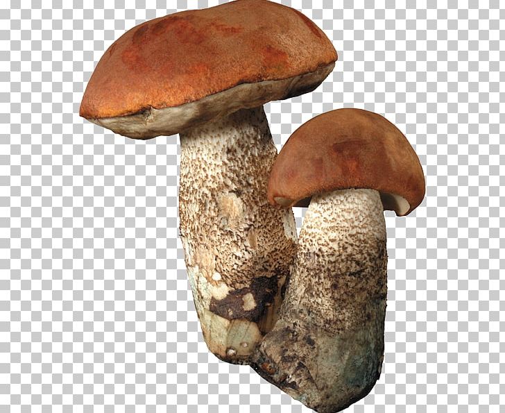 Fungus Edible Mushroom Boletus Edulis PNG, Clipart, Alice, Color, Color Pencil, Color Powder, Colors Free PNG Download