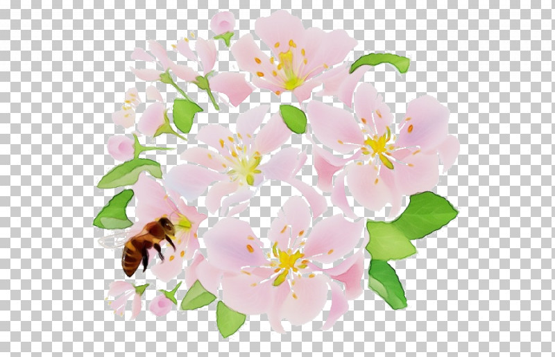 Cherry Blossom PNG, Clipart, Blossom, Branch, Cherry Blossom, Cut Flowers, Flower Free PNG Download