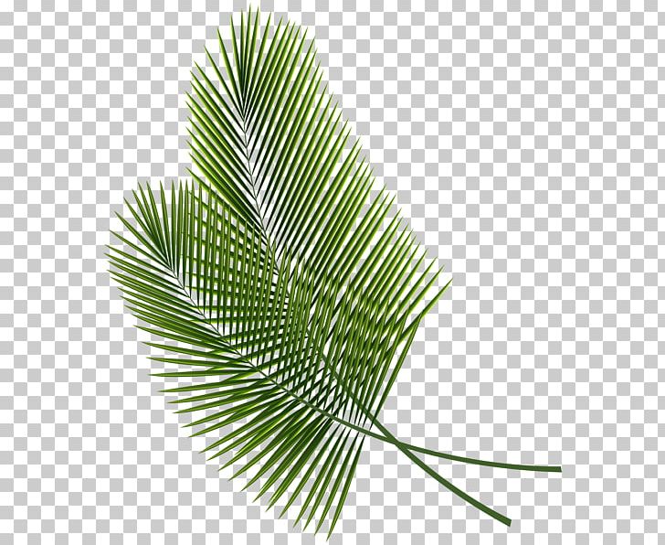 Leaf Arecaceae Palm Branch PNG, Clipart, Arecaceae, Arecales, Clip Art, Coconut, Editing Free PNG Download