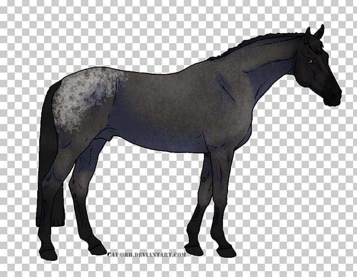 Thoroughbred Appaloosa American Quarter Horse Stallion Mustang PNG, Clipart, Appa, Black, Colt, Draft Horse, Foal Free PNG Download