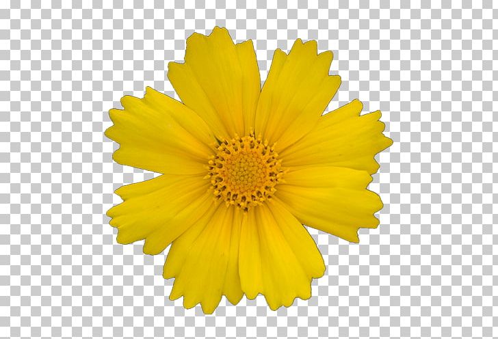 Transvaal Daisy Yellow Gerber Format PNG, Clipart, Calendula, Chrysanths, Cut Flowers, Daisy, Daisy Family Free PNG Download