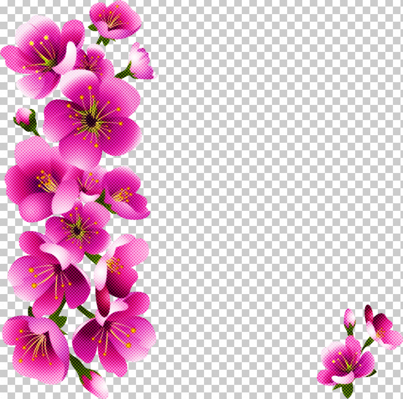 Petal Flower Pink Plant Blossom PNG, Clipart, Blossom, Branch, Flower, Geranium, Magenta Free PNG Download