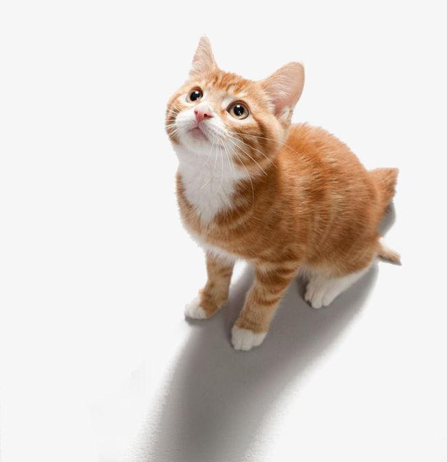 Look Up At The Cat PNG, Clipart, Animal, Cat, Cat Clipart, Curiosity, Cute Free PNG Download