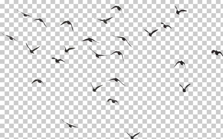 Portable Network Graphics Bird Transparency PNG, Clipart, Animal Migration, Animals, Avatan, Avatan Plus, Beak Free PNG Download