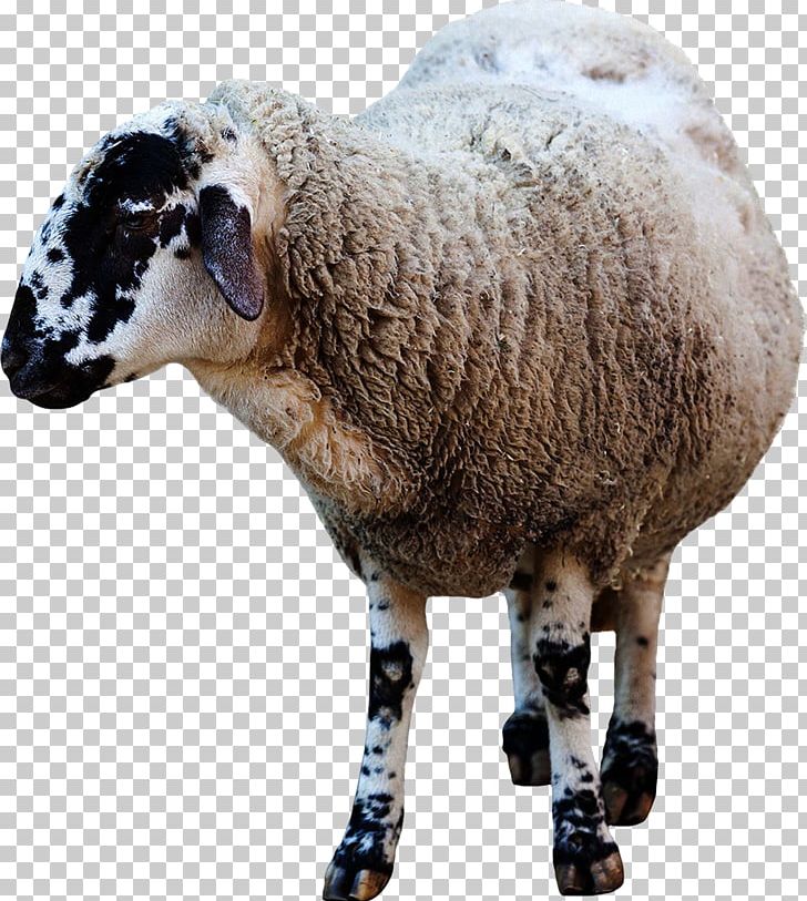 Sheep Domestic Animal PNG, Clipart, Animal, Animals, Cow Goat Family, Desktop Wallpaper, Domestic Animal Free PNG Download