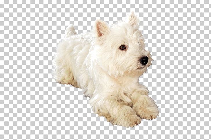 West Highland White Terrier Maltese Dog Schnoodle Puppy Dog Breed PNG, Clipart, Animals, Breed, Carnivoran, Companion Dog, Dog Free PNG Download