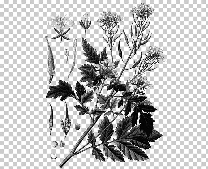 White Mustard Black Mustard Mustard Plant Herb PNG, Clipart, Alba, Annual Plant, Black And White, Botany, Branch Free PNG Download