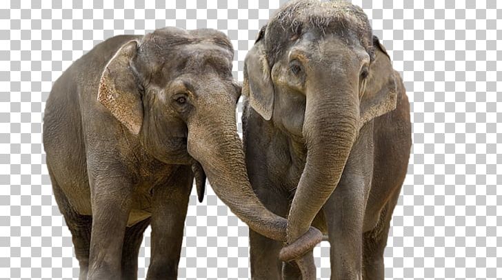 African Elephant Laptop Desktop PNG, Clipart, 1080p, African Elephant, Animal, Animaux, Asian Elephant Free PNG Download