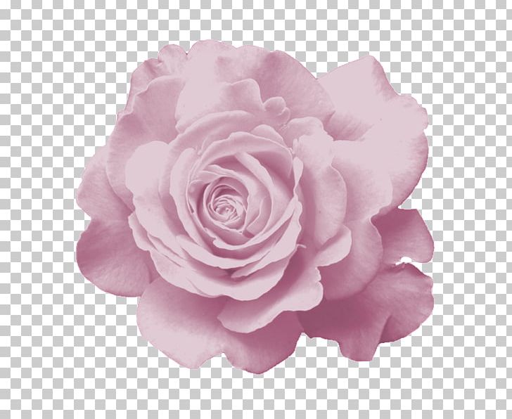 Garden Roses Centifolia Roses Fuchsia Flower PNG, Clipart, Blume, Bud, Centifolia Roses, Credenza, Cut Flowers Free PNG Download