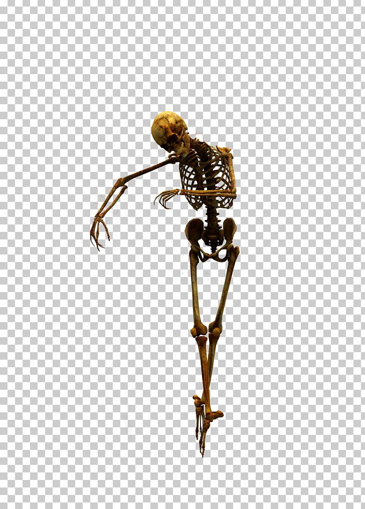 Human Skeleton Skull PNG, Clipart, Body, Bone, Bones, Clip Art, Download Free PNG Download