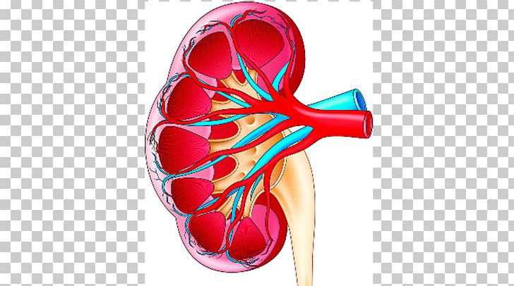 Kidney Stone Stock Photography PNG, Clipart, Human Body, Joint, Kidney, Kidney Stone, Miscellaneous Free PNG Download