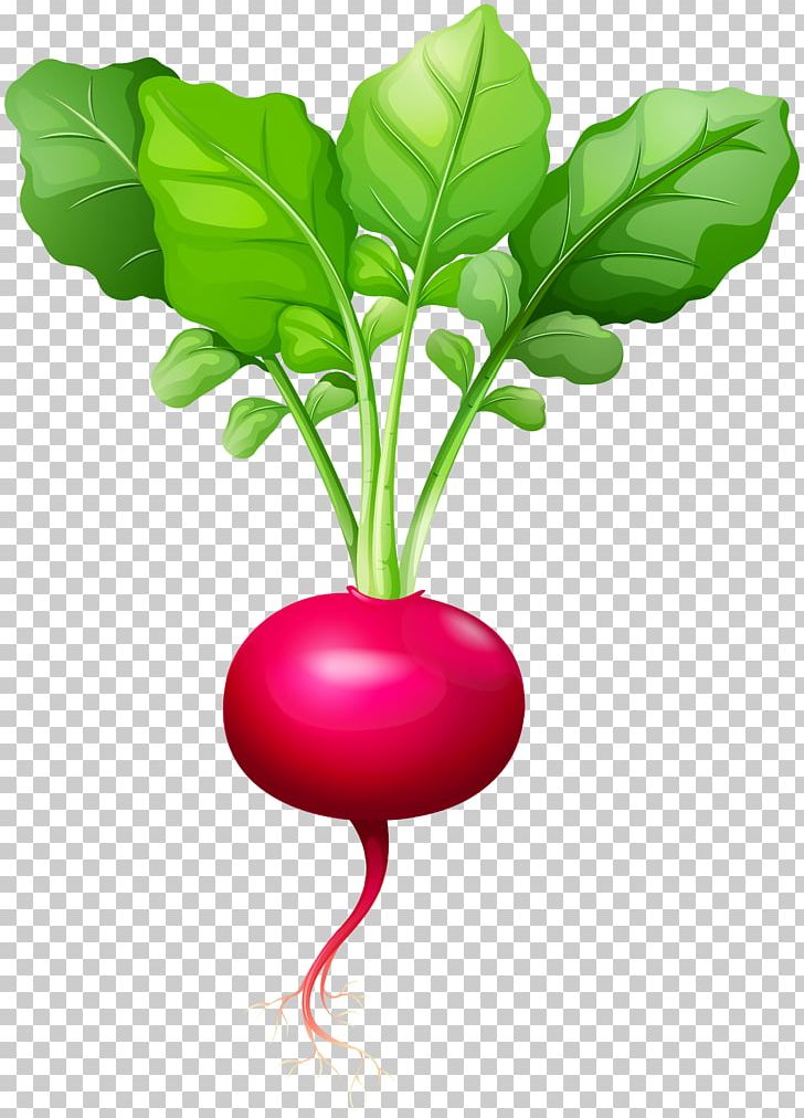 Daikon Beetroot Leaf Vegetable PNG, Clipart, Beet, Beetroot, Chard, Clip Art, Daikon Free PNG Download