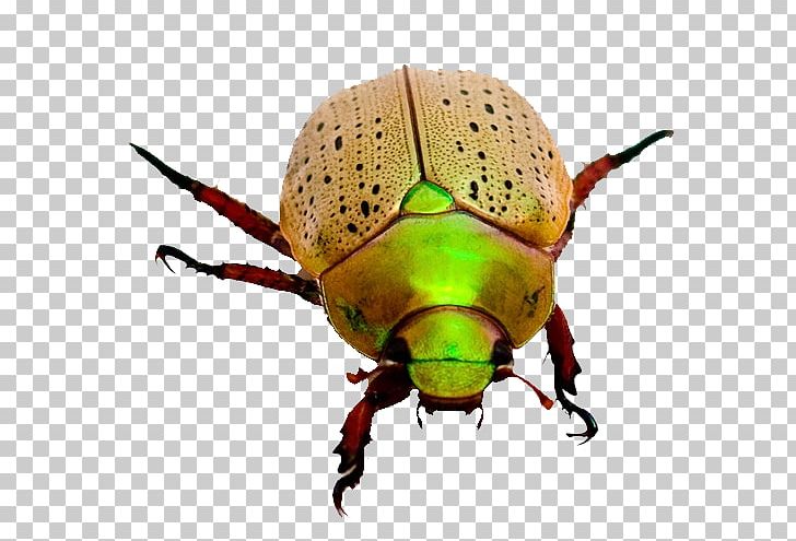 Dung Beetle Weevil Fiery Searcher Scarab PNG, Clipart, Animals, Arthropod, Beetle, Bug, Christmas Free PNG Download