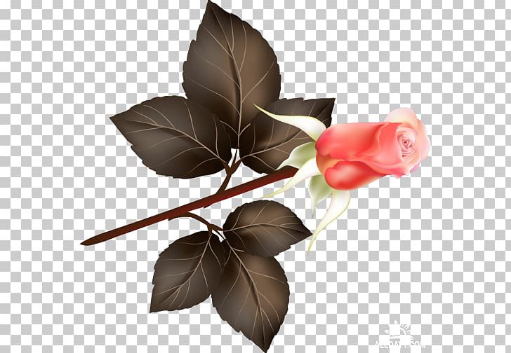 Leaf Flower PNG, Clipart, Beach Rose, Beautiful Roses, Clip Art, Cut Flowers, Download Free PNG Download