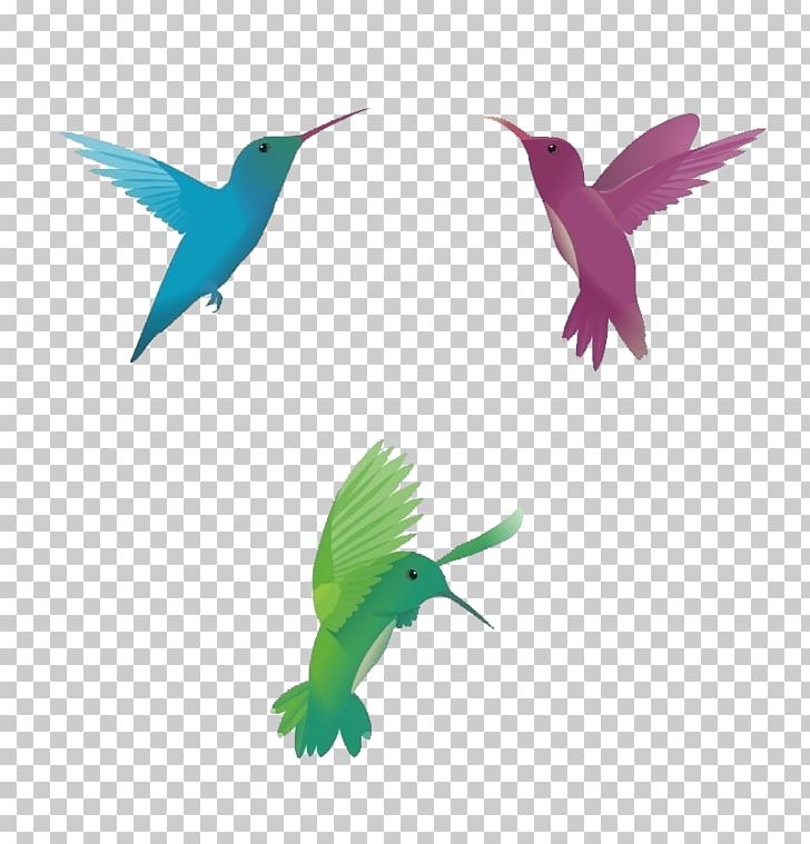 Hummingbird Euclidean PNG, Clipart, Animals, Animation, Beak, Bird, Cartoon Sparrow Free PNG Download