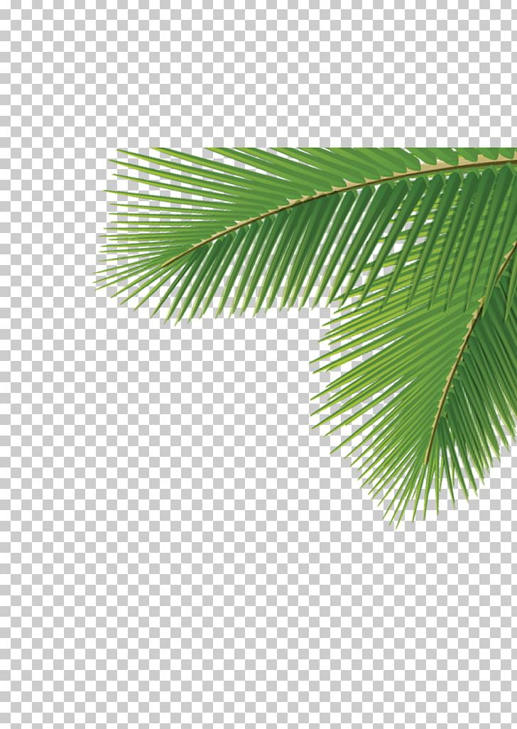 Arecaceae Leaf Tree Dasylirion Wheeleri PNG, Clipart, Arecaceae, Arecales, Areca Palm, Branch, Coco Free PNG Download