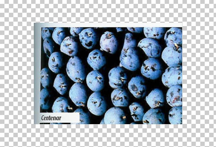 Blueberry Pepiniera Dumbrava Bilberry Common Plum Fruit Tree PNG, Clipart, Apricot, Berry, Bilberry, Blue, Blueberry Free PNG Download