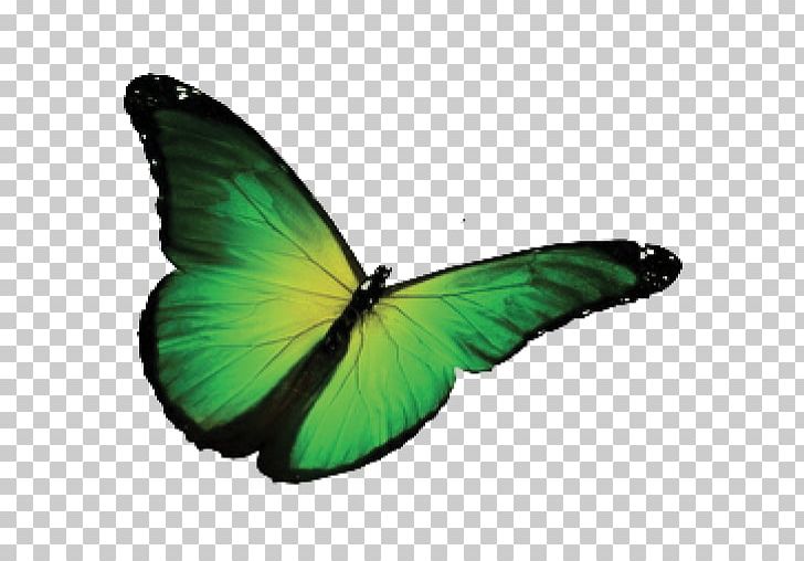 Butterfly Photography Green PNG, Clipart, Arthropod, Brush Footed Butterfly, Color, Drawing, Eastern Tiger Swallowtail Free PNG Download