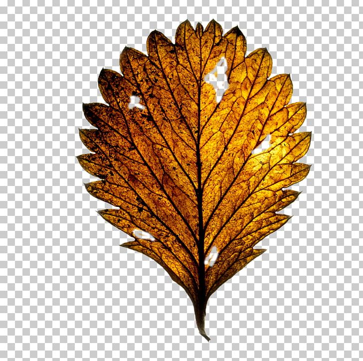 Leaf Photography Maple Leaf PNG, Clipart, Autumn Leaf, Blade, Branches, Branches And Leaves, Defoliation Free PNG Download