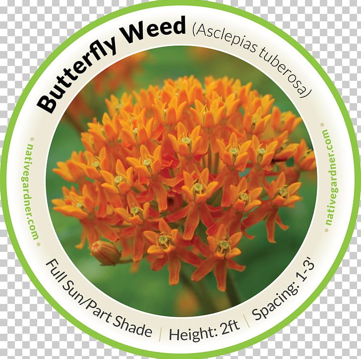 Mexican Butterfly Weed Swamp Milkweed Perennial Plant PNG, Clipart, Butterfly, Butterfly Weed, Caterpillar, Flower, Garden Free PNG Download