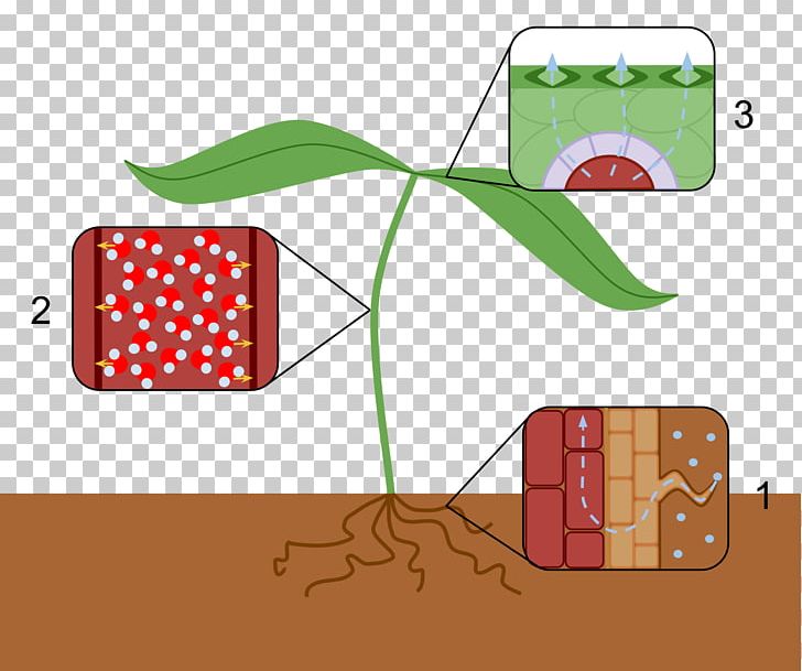 Transpiration Plant Cuticle Evaporation Water PNG, Clipart, Angle, Area, Biology, Communication, Evaporation Free PNG Download