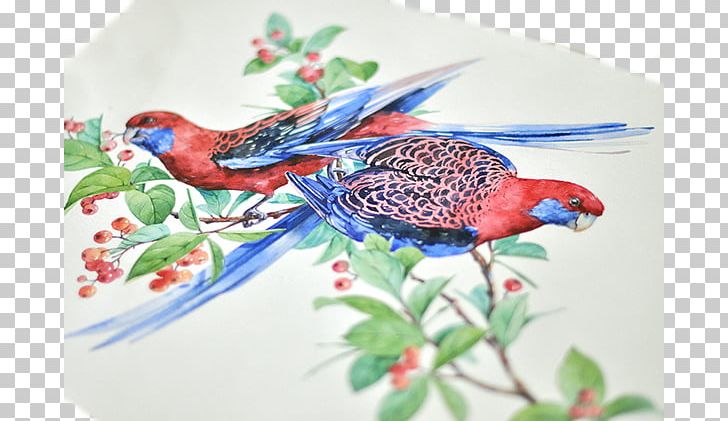Crimson Rosella Bird Parrot Watercolor Painting Illustration PNG, Clipart, Beak, Bird, Birds, Color, Crimson Rosella Free PNG Download