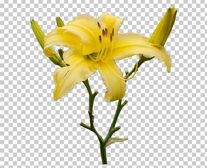 Cut Flowers Plant Stem Petal Daylily PNG, Clipart, Amaryllis, Cut Flowers, Daylily, Flower, Flowering Plant Free PNG Download