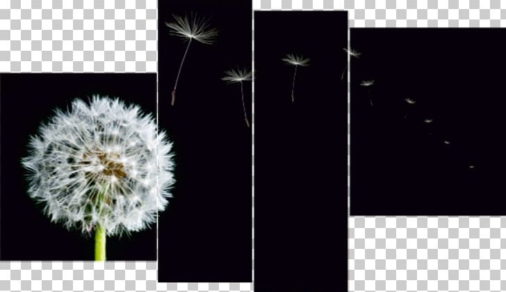 Dandelion Painting Art Ooo "Modulka" PNG, Clipart, Art, Autumn, Black And White, Computer Wallpaper, Daisy Family Free PNG Download