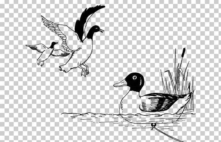 Duck Decoy Mallard Drawing PNG, Clipart, Art, Beak, Bird, Black And White, Decoy Free PNG Download