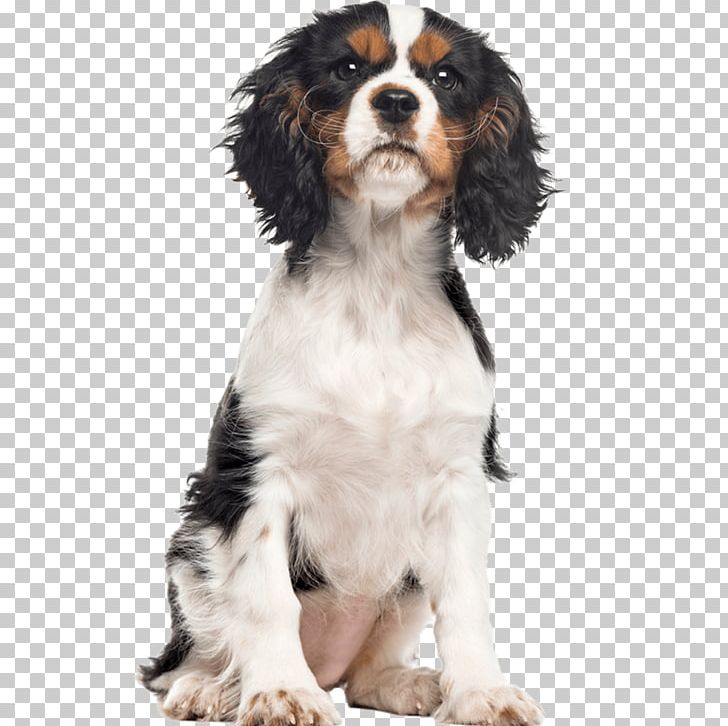 English Springer Spaniel Cavalier King Charles Spaniel Dog Breed Puppy PNG, Clipart, Animals, Carnivoran, Cavalier, Cavalier King Charles Spaniel, Companion Dog Free PNG Download