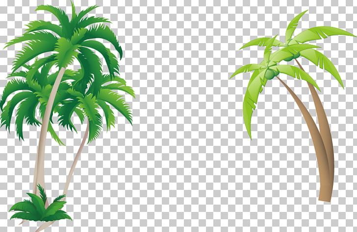 Arecaceae Coconut PNG, Clipart, Architecture, Arecaceae, Arecales, Coco, Coconut Free PNG Download