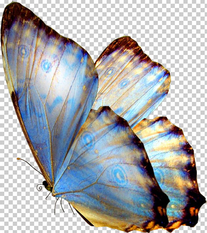 Butterfly Gift PNG, Clipart, Art, Butterflies And Moths, Butterfly, Cobalt Blue, Craft Free PNG Download