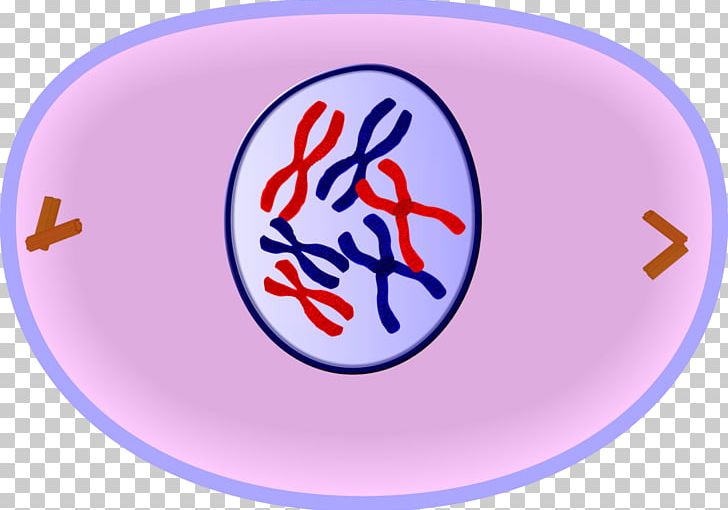 Prophase Mitosis Cell Cycle Cell Division PNG, Clipart, Anaphase, Area ...