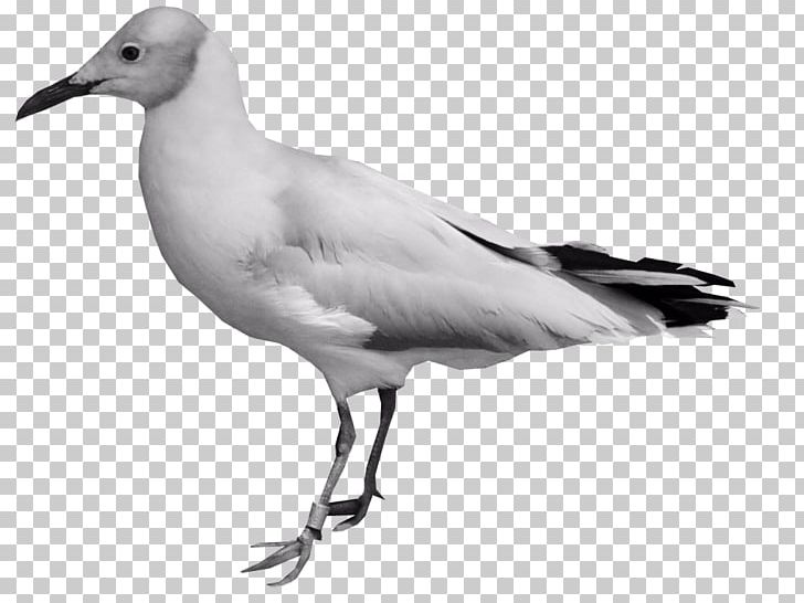 European Herring Gull Bird Columbidae PNG, Clipart, Animals, Beak, Bird, Birds, Black And White Free PNG Download