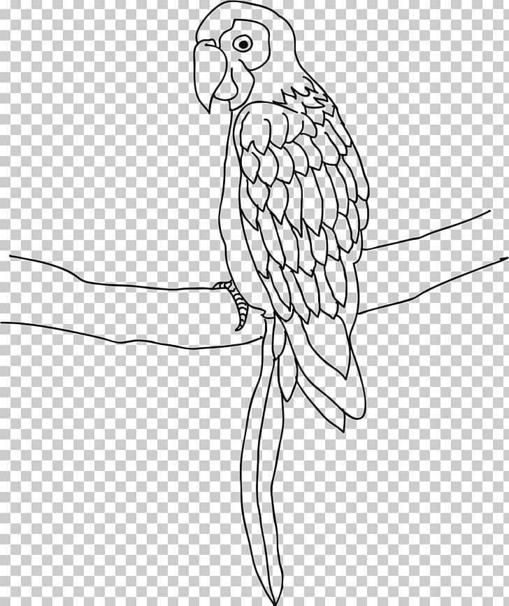 Parrot Bird Cockatiel Drawing Coloring Book PNG, Clipart, Animal, Animals, Artwork, Ausmalbild, Beak Free PNG Download