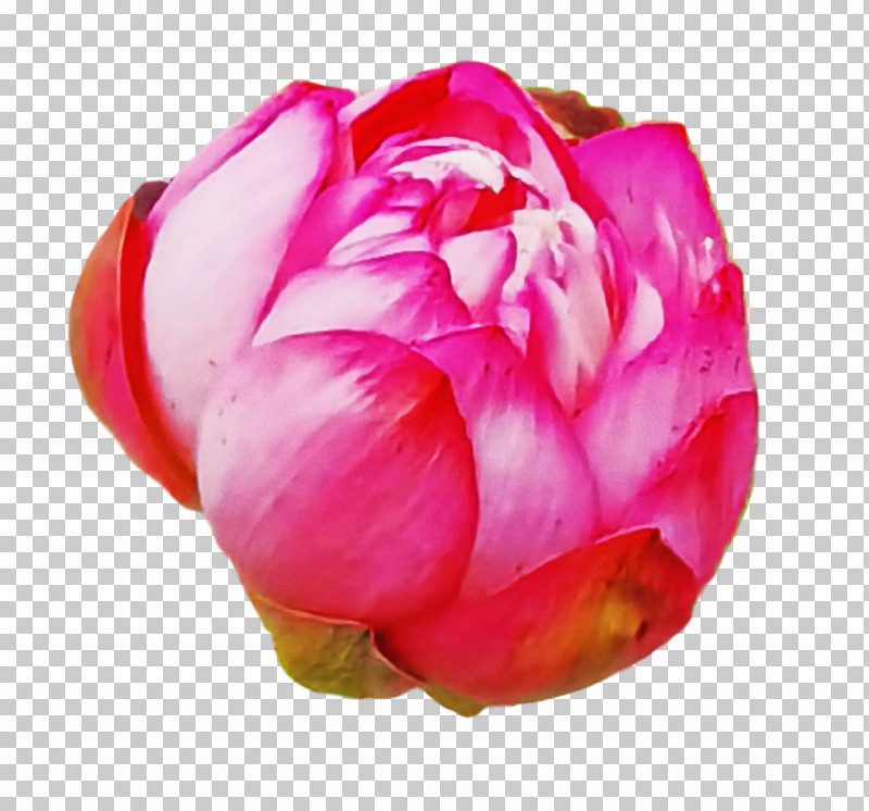 Rose PNG, Clipart, Biology, Cabbage Rose, Closeup, Cut Flowers, Flower Free PNG Download