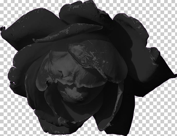 Black Rose Darkness Poetry PNG, Clipart, Bed Of Roses, Black, Black And White, Black Rose, Darkness Free PNG Download