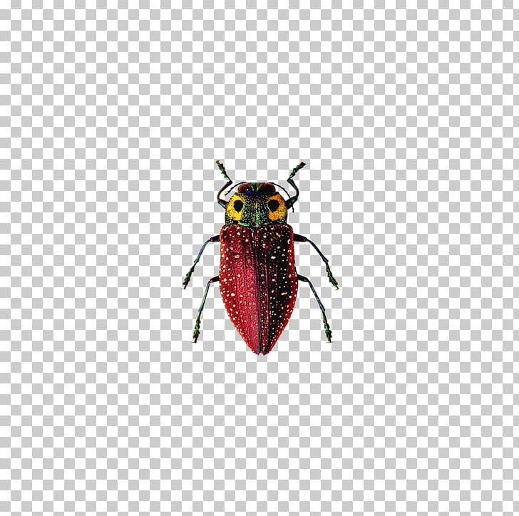 Insect Cockroach Ichthyornis PNG, Clipart, Adobe Illustrator, Animals, Arthropod, Beetle, Bugs Free PNG Download