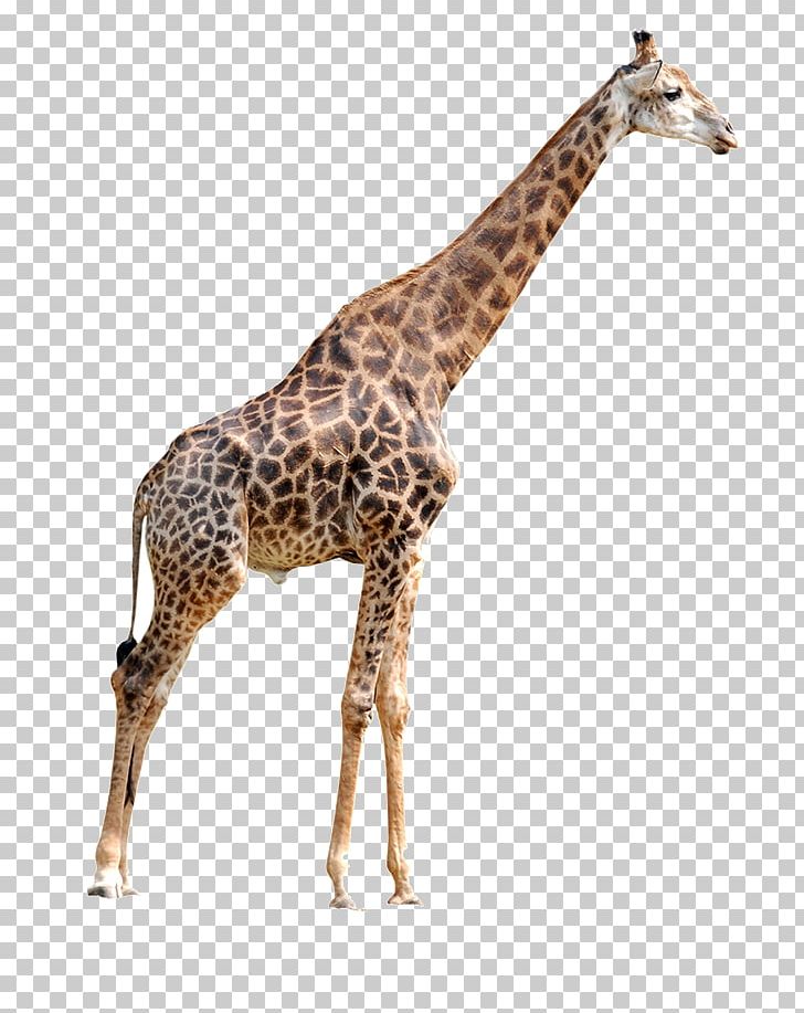 Lion Elephant Northern Giraffe Animal PNG, Clipart, Animal Material, Animal Pictures, Animals, Cartoon Giraffe, Cute Giraffe Free PNG Download